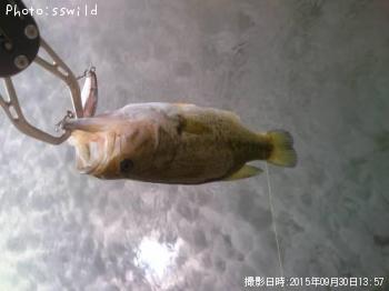 �֥�å��Х�