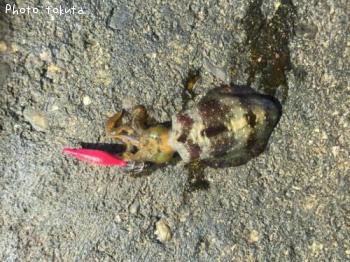 �����ꥤ��