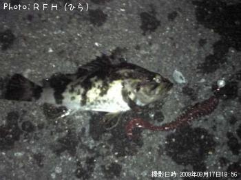 �٥å�������