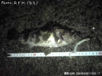 �٥å�������