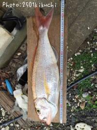 ¥·¥í¥Þ¥Ä¡Ê¥Ê¥¬¥µ¥¥Õ¥¨¥À¥¤¡Ë