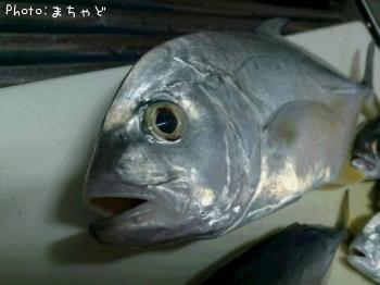 ¥ª¥Ë¥Ò¥é¥¢¥¸