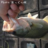 �֥�å��Х�