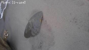 �ĥХ�������