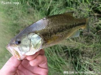 �֥�å��Х�