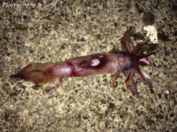 ����ᥤ��