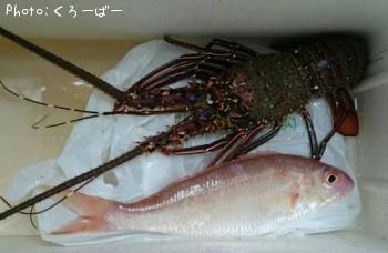 ������Ϸ