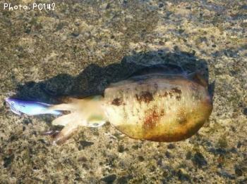 �����ꥤ��