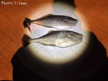 ¥¦¥¹¥Ð¥Ï¥®