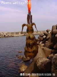 ¥¢¥ª¥ê¥¤¥«