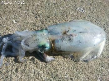 �����ꥤ��