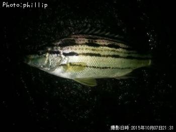 ���ޥ�����