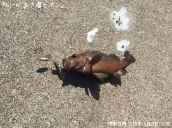 ������Х�