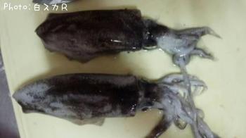 �����ꥤ��