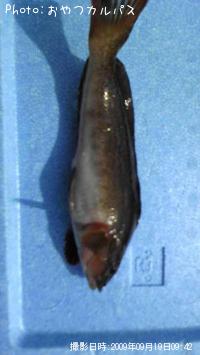 �����ʥ�