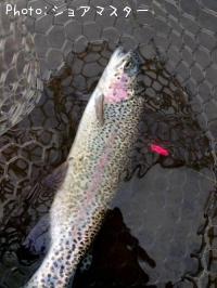 �쥤��ܡ��ȥ饦��