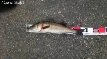 �����Х�