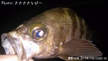 ¥¢¥¸¡õ¥á¥Ð¥ë¡õ¥·¡¼¥Ð¥¹