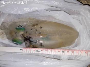 �����ꥤ��