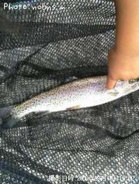 �쥤��ܡ��ȥ饦��