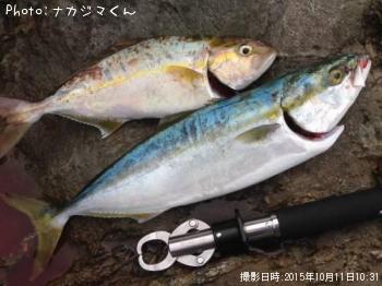 �䥺���ͥ���