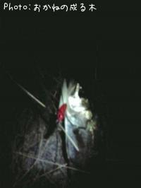 �����Х�