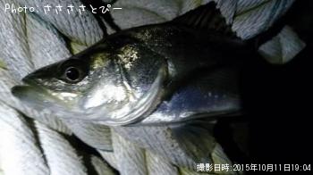 ¥¢¥¸¡õ¥á¥Ð¥ë¡õ¥·¡¼¥Ð¥¹