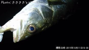 ¥¢¥¸¡õ¥á¥Ð¥ë¡õ¥·¡¼¥Ð¥¹