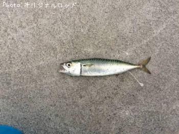 ¥µ¥Ð