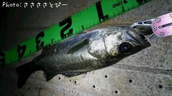 ������������������Х�������Х�