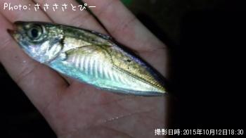 ������������������Х�������Х�