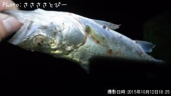 ������������������Х�������Х�