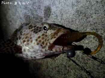 ¥¤¥·¥ß¡¼¥Ð¥¤¡Ú¥«¥ó¥â¥ó¥Ï¥¿¡Û