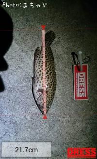 ¥¤¥·¥ß¡¼¥Ð¥¤¡Ú¥«¥ó¥â¥ó¥Ï¥¿¡Û