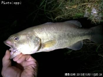 ¥Ö¥é¥Ã¥¯¥Ð¥¹