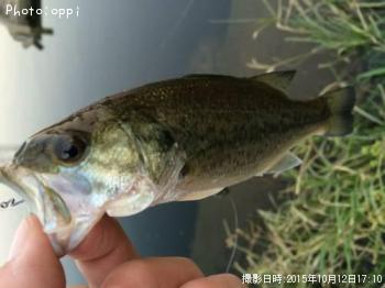 �֥�å��Х�