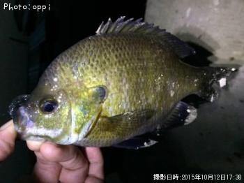 ¥Ö¥ë¡¼¥®¥ë