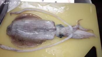 �����ꥤ��