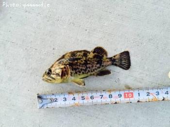 �����Υ���Х�