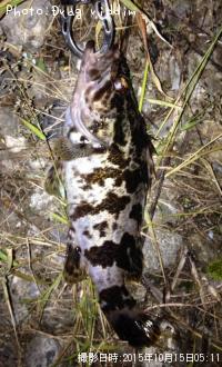 �����Υ���Х�