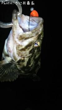 ¥Ù¥Ã¥³¥¦¥¾¥¤