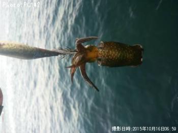 ¥¢¥ª¥ê¥¤¥«