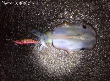 �����ꥤ��