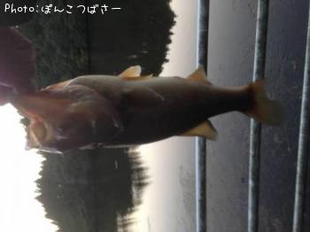 �֥�å��Х�