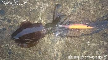 �����ꥤ��