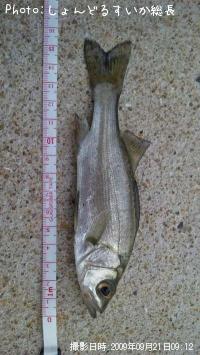 �����Х�