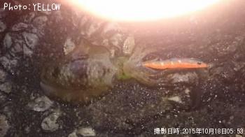 アオリイカ