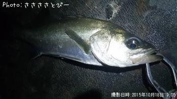 ¥¢¥¸¡õ¥á¥Ð¥ë¡õ¥·¡¼¥Ð¥¹