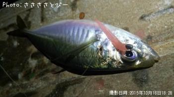 ¥¢¥¸¡õ¥á¥Ð¥ë¡õ¥·¡¼¥Ð¥¹