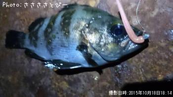 ¥¢¥¸¡õ¥á¥Ð¥ë¡õ¥·¡¼¥Ð¥¹